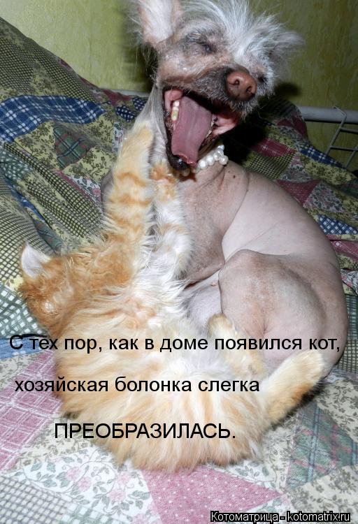 С тех пор, как в доме появился кот, хозяйская болонка слегка ПРЕОБРАЗИЛАСЬ.... Котоматрица: С тех пор, как в доме появился кот, хозяйская болонка слегка ПРЕОБРАЗИЛАСЬ.