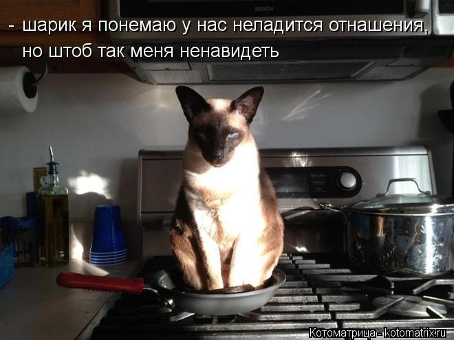шарик я понемаю у нас неладится отнашения, но штоб так меня ненавидеть -... Котоматрица: шарик я понемаю у нас неладится отнашения, но штоб так меня ненавидеть -