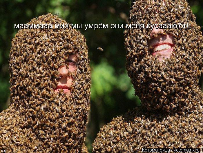 мааммааа мия мы умрём они меня кусаааюют!... Котоматрица: мааммааа мия мы умрём они меня кусаааюют!