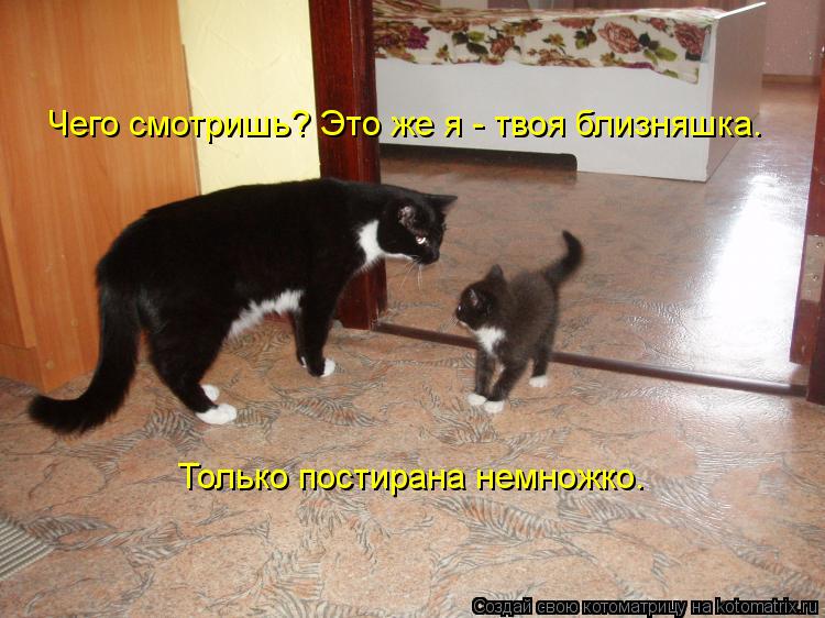 Чего смотришь? Это же я - твоя близняшка. Только постирана немножко.... Котоматрица: Чего смотришь? Это же я - твоя близняшка. Только постирана немножко.