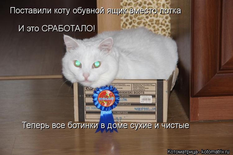 Поставили коту обувной ящик вместо лотка И это СРАБОТАЛО! Теперь все ботинки в доме сухие и чистые... Котоматрица: Поставили коту обувной ящик вместо лотка И это СРАБОТАЛО! Теперь все ботинки в доме сухие и чистые