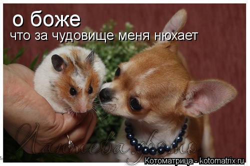 о боже что за чудовище меня нюхает... Котоматрица: о боже что за чудовище меня нюхает