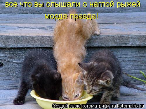 все что вы слышали о наглой рыжей морде правда!... Котоматрица: все что вы слышали о наглой рыжей морде правда!