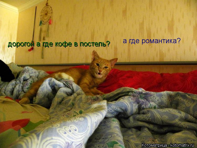 Котоматрица: дорогой а где кофе в постель? а где романтика?