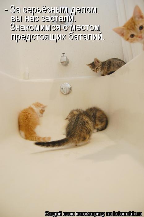 Котоматрица: Знакомимся с местом  вы нас застали. предстоящих баталий. - За серьёзным делом