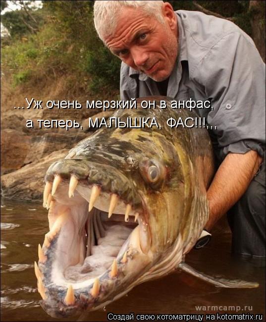 Котоматрица: а теперь, МАЛЫШКА, ФАС!!!,,, ...Уж очень мерзкий он в анфас,