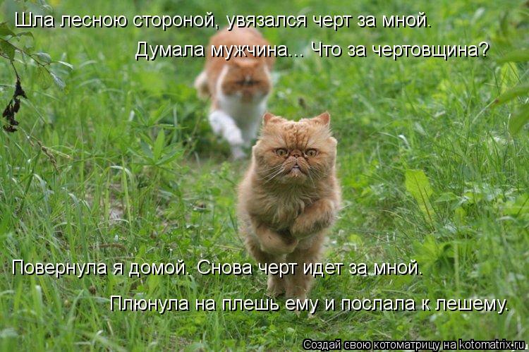 Шла лесною стороной, увязался черт за мной. Думала мужчина... Что за чертовщина? Повернула я домой. С... Котоматрица: Шла лесною стороной, увязался черт за мной. Думала мужчина... Что за чертовщина? Повернула я домой. Снова черт идет за мной. Плюнула на плешь е