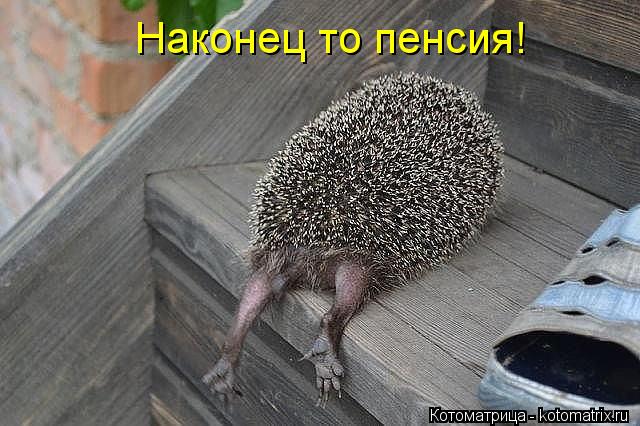 Наконец то пенсия!... Котоматрица: Наконец то пенсия!