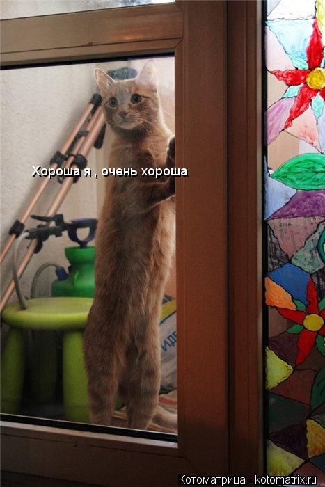 Хороша я , очень хороша... Котоматрица: Хороша я , очень хороша