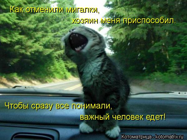Как отменили мигалки, хозяин меня приспособил. Чтобы сразу все понимали, важный человек едет!... Котоматрица: Как отменили мигалки, хозяин меня приспособил. Чтобы сразу все понимали, важный человек едет!