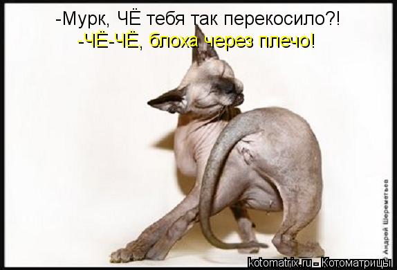 -Мурк, ЧЁ тебя так перекосило?! -ЧЁ-ЧЁ, блоха через плечо!... Котоматрица: -Мурк, ЧЁ тебя так перекосило?! -ЧЁ-ЧЁ, блоха через плечо!