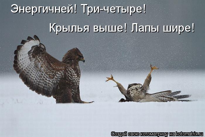 Энергичней! Три-четыре! Крылья выше! Лапы шире!... Котоматрица: Энергичней! Три-четыре! Крылья выше! Лапы шире!