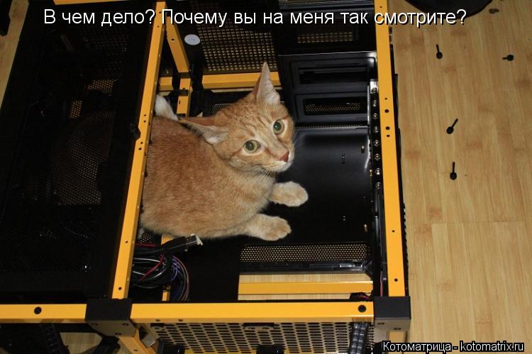 В чем дело? Почему вы на меня так смотрите?... Котоматрица: В чем дело? Почему вы на меня так смотрите?