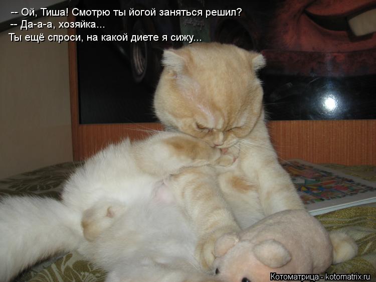 -- Ой, Тиша! Смотрю ты йогой заняться решил? -- Да-а-а, хозяйка... Ты ещё спроси, на какой диете я си... Котоматрица: -- Ой, Тиша! Смотрю ты йогой заняться решил? -- Да-а-а, хозяйка... Ты ещё спроси, на какой диете я сижу...