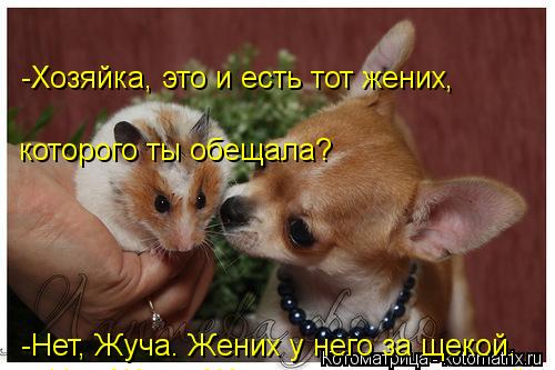 -Хозяйка, это и есть тот жених, которого ты обещала? -Нет, Жуча. Жених у него за щекой. -Нет, Жуча. ... Котоматрица: -Хозяйка, это и есть тот жених, которого ты обещала? -Нет, Жуча. Жених у него за щекой. -Нет, Жуча. Жених у него за щекой. -Нет, Жуча. Жених у него