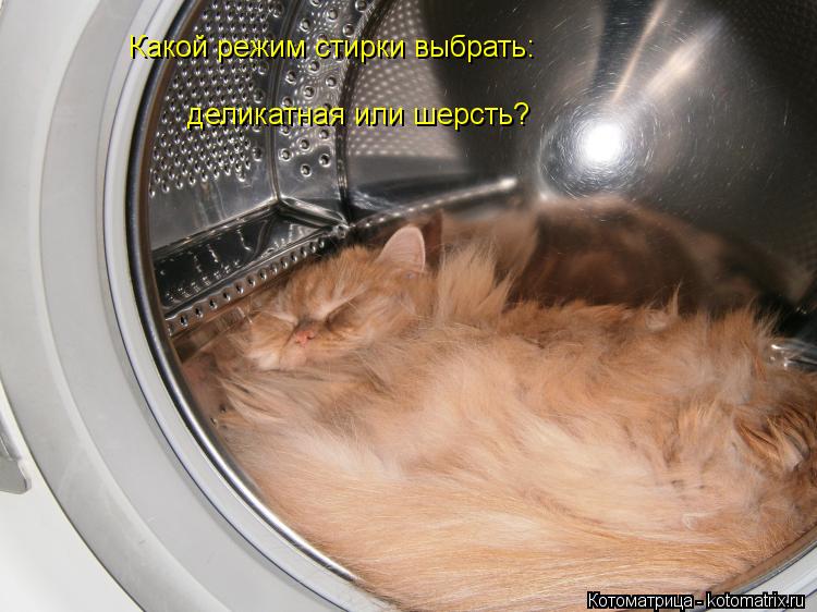деликатная или шерсть? Какой режим стирки выбрать:... Котоматрица: деликатная или шерсть? Какой режим стирки выбрать: