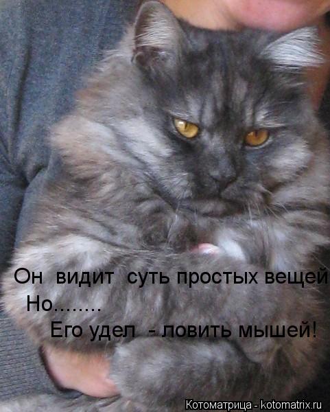 Он видит суть простых вещей! Но........ Его удел - ловить мышей!... Котоматрица: Он видит суть простых вещей! Но........ Его удел - ловить мышей!