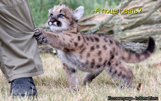 -А поцеловать?... Котоматрица: -А поцеловать?