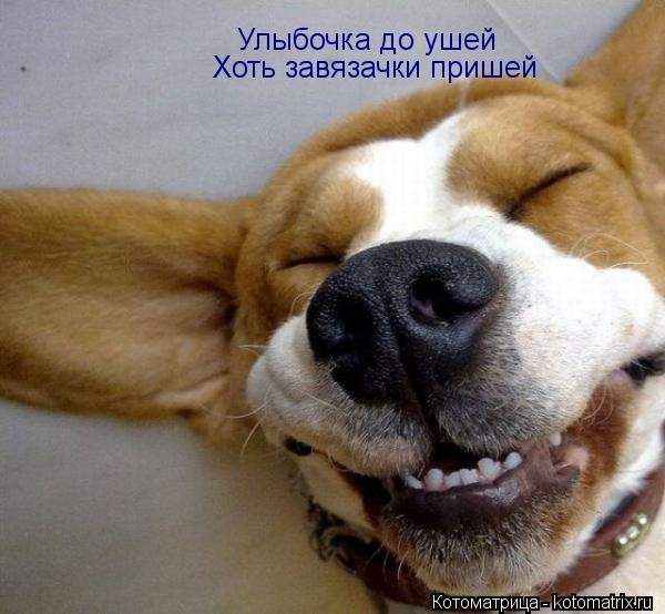 Улыбочка до ушей Хоть завязачки пришей... Котоматрица: Улыбочка до ушей Хоть завязачки пришей