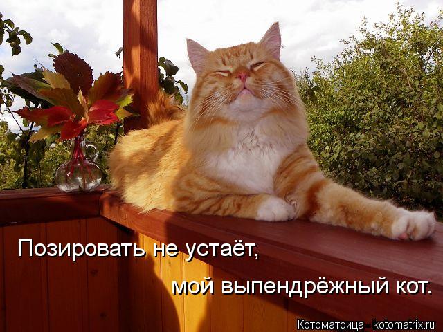 Позировать не устаёт, мой выпендрёжный кот.... Котоматрица: Позировать не устаёт, мой выпендрёжный кот.