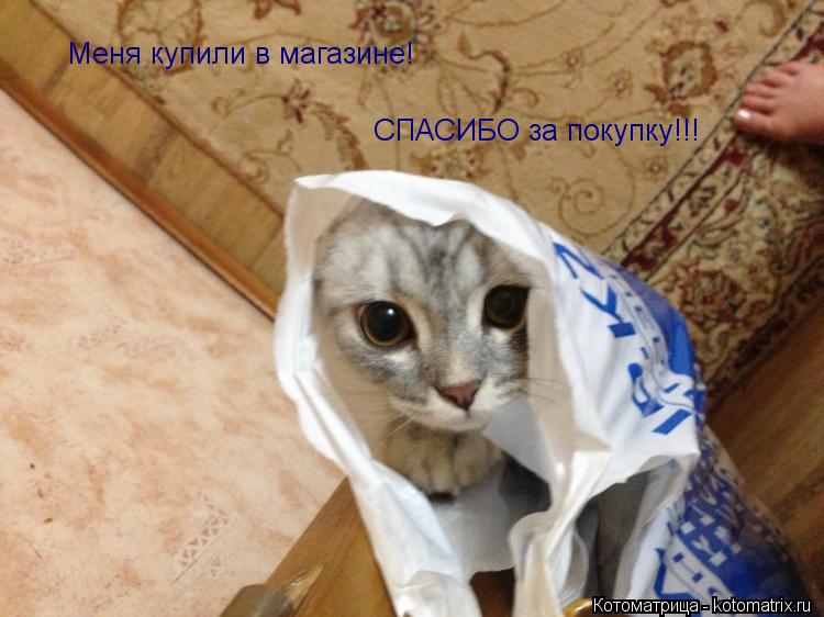 Меня купили в магазине! СПАСИБО за покупку!!!... Котоматрица: Меня купили в магазине! СПАСИБО за покупку!!!