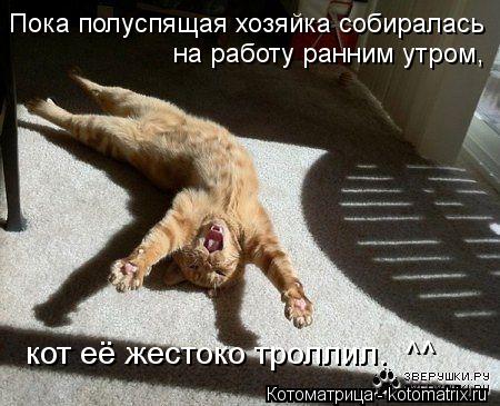 Пока полуспящая хозяйка собиралась на работу ранним утром, кот её жестоко троллил. ^^... Котоматрица: Пока полуспящая хозяйка собиралась на работу ранним утром, кот её жестоко троллил. ^^