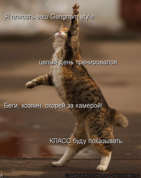 Я плясать ваш Gangnam style целый день тренировался. Беги, хозяин, скорей за камерой! КЛАСС буду пок... Котоматрица: Я плясать ваш Gangnam style целый день тренировался. Беги, хозяин, скорей за камерой! КЛАСС буду показывать.