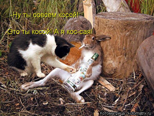 -Ну ты совсем косой! -Это ты косой! А я кос-сая!... Котоматрица: -Ну ты совсем косой! -Это ты косой! А я кос-сая!