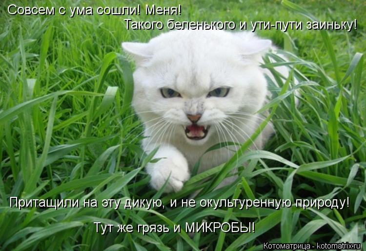 Совсем с ума сошли! Меня! Притащили на эту дикую, и не окультуренную природу! Тут же грязь и МИКРОБЫ... Котоматрица: Совсем с ума сошли! Меня! Притащили на эту дикую, и не окультуренную природу! Тут же грязь и МИКРОБЫ! Такого беленького и ути-пути заиньку!