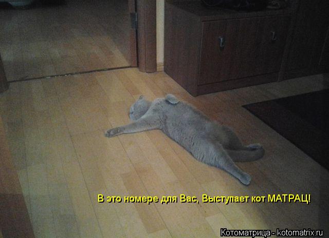 В это номере для Вас, Выступает кот МАТРАЦ!... Котоматрица: В это номере для Вас, Выступает кот МАТРАЦ!