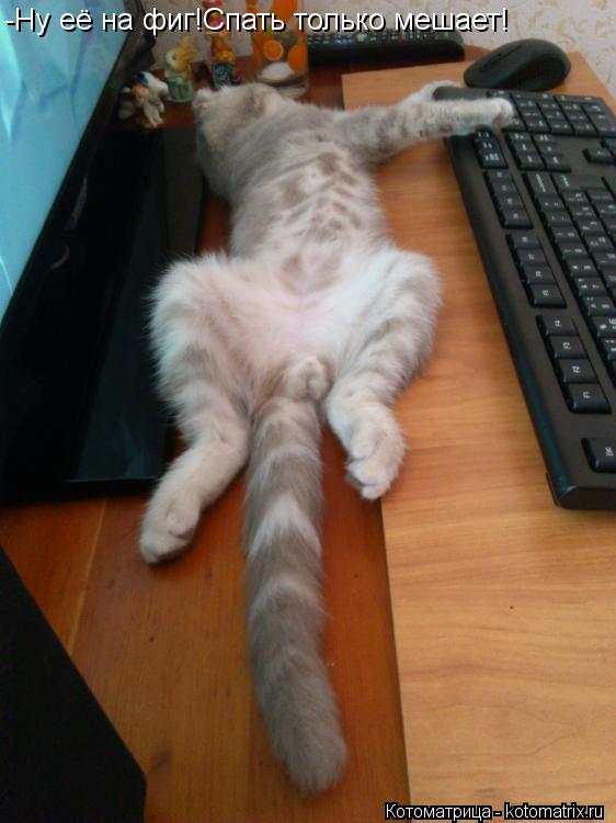 -Ну её на фиг!Спать только мешает!... Котоматрица: -Ну её на фиг!Спать только мешает!
