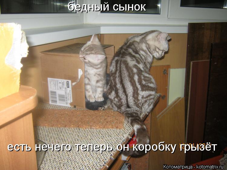 бедный сынок есть нечего теперь он коробку грызёт... Котоматрица: бедный сынок есть нечего теперь он коробку грызёт