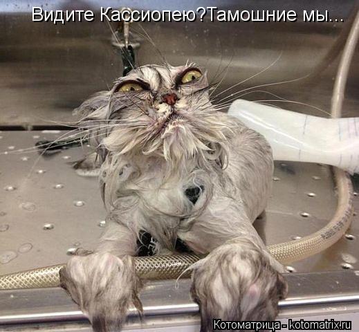 Видите Кассиопею?Тамошние мы...... Котоматрица: Видите Кассиопею?Тамошние мы...