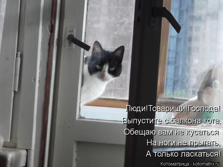 Люди!Товарищи!Господа! Выпустите с балкона кота, Обещаю вам не кусаться На ноги не прыгать, А только ... Котоматрица: Люди!Товарищи!Господа! Выпустите с балкона кота, Обещаю вам не кусаться На ноги не прыгать, А только ласкаться!