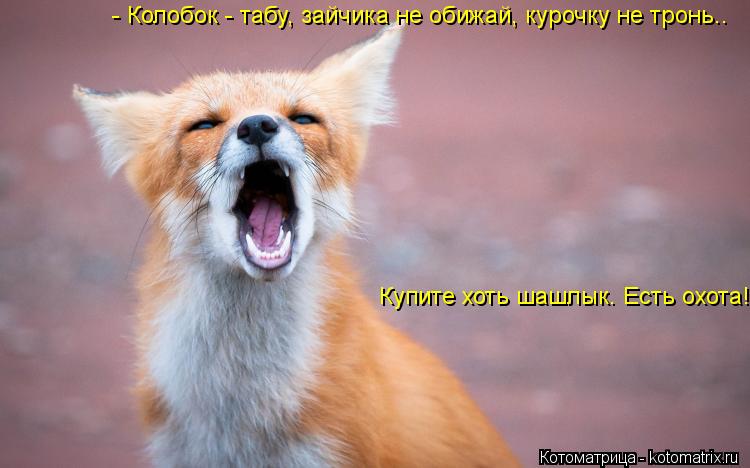 - Колобок - табу, зайчика не обижай, курочку не тронь.. Купите хоть шашлык. Есть охота!... Котоматрица: - Колобок - табу, зайчика не обижай, курочку не тронь.. Купите хоть шашлык. Есть охота!