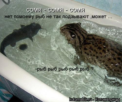 Котоматрица: сомя - сомя - сомя  нет помоему рыб не так подзывают ,может ... -рыб рыб рыб рыб рыб ?