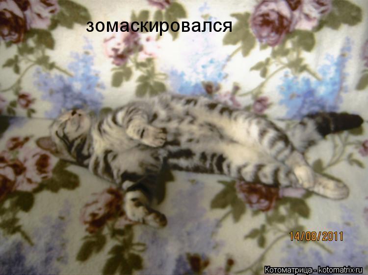Котоматрица: зомаскировался