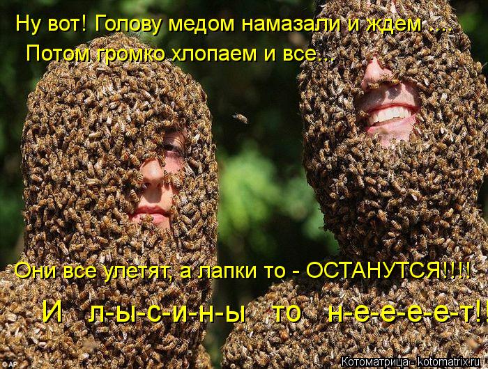 Ну вот! Голову медом намазали и ждем .... Потом громко хлопаем и все... Они все улетят, а лапки то - ... Котоматрица: Ну вот! Голову медом намазали и ждем .... Потом громко хлопаем и все... Они все улетят, а лапки то - ОСТАНУТСЯ!!!! И л-ы-с-и-н-ы то н-е-е-е-е-т!!!!