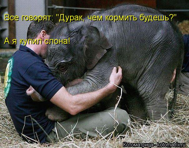 Все говорят: "Дурак, чем кормить будешь?" А я купил слона!... Котоматрица: Все говорят: "Дурак, чем кормить будешь?" А я купил слона!