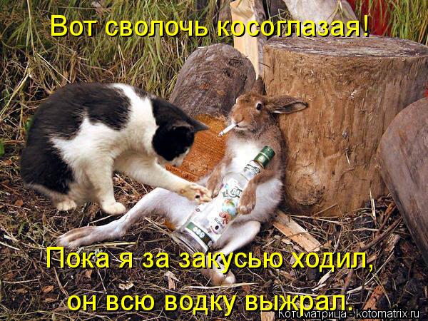 Котоматрица: Вот сволочь косоглазая! Пока я за закусью ходил, он всю водку выжрал.