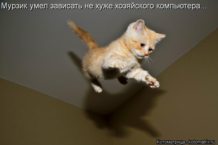 Мурзик умел зависать не хуже хозяйского компьютера...... Котоматрица: Мурзик умел зависать не хуже хозяйского компьютера...