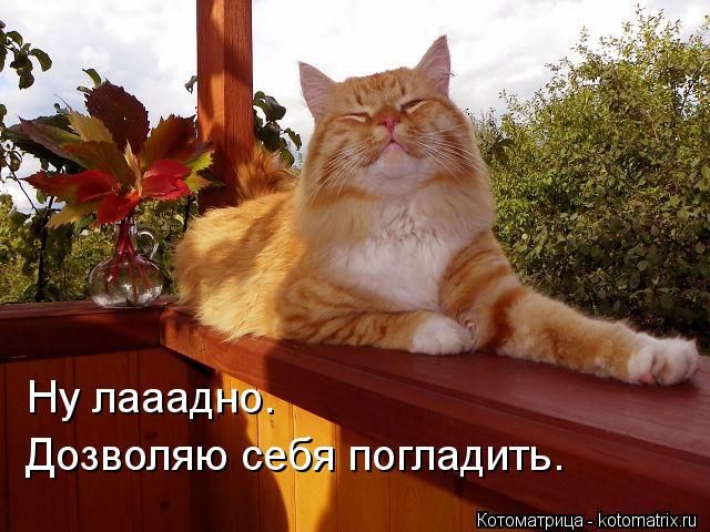 Ну лааадно. Дозволяю себя погладить.... Котоматрица: Ну лааадно. Дозволяю себя погладить.
