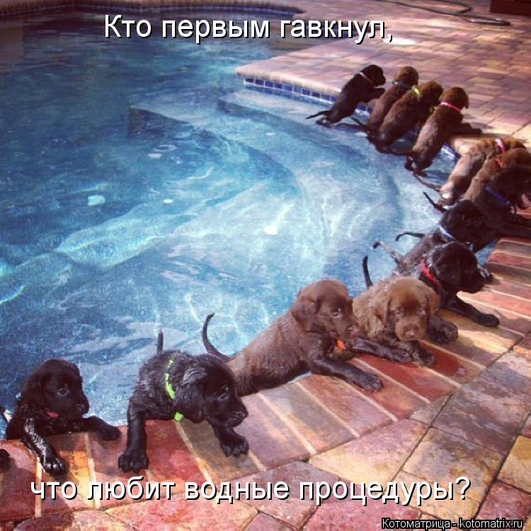 Кто первым гавкнул, что любит водные процедуры?... Котоматрица: Кто первым гавкнул, что любит водные процедуры?