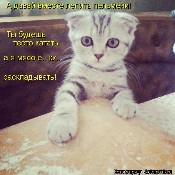 А давай вместе лепить пельмени! Ты будешь тесто катать, а я мясо е...кх... раскладывать!... Котоматрица: А давай вместе лепить пельмени! Ты будешь тесто катать, а я мясо е...кх... раскладывать!
