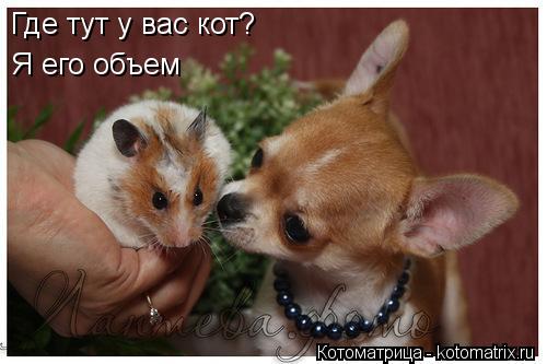 Где тут у вас кот? Я его объем... Котоматрица: Где тут у вас кот? Я его объем
