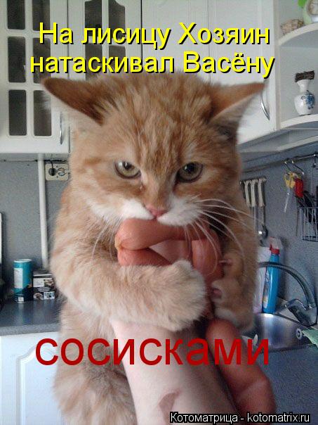 На лисицу Хозяин натаскивал Васёну сосисками... Котоматрица: На лисицу Хозяин натаскивал Васёну сосисками