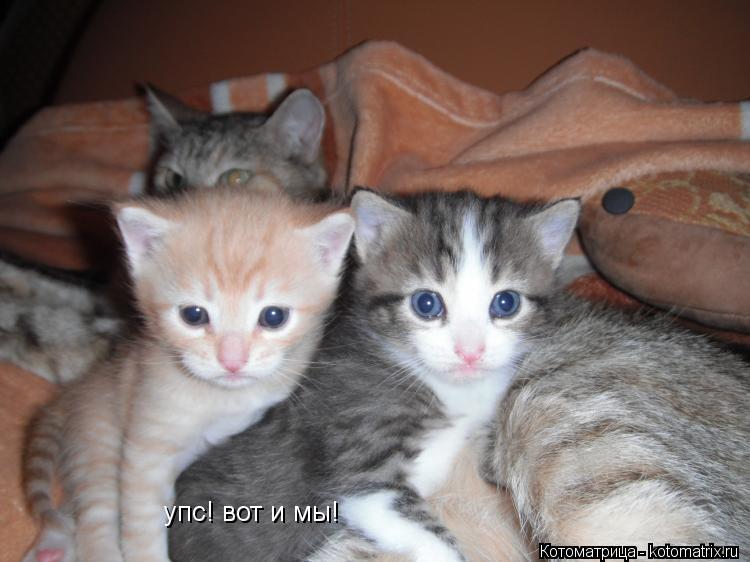 упс! вот и мы!... Котоматрица: упс! вот и мы!