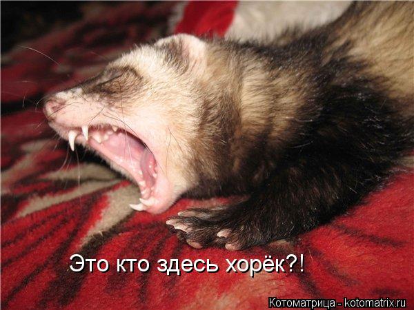 Это кто здесь хорёк?!... Котоматрица: Это кто здесь хорёк?!
