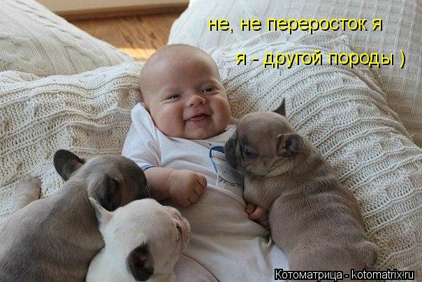 не, не переросток я я - другой породы )... Котоматрица: не, не переросток я я - другой породы )