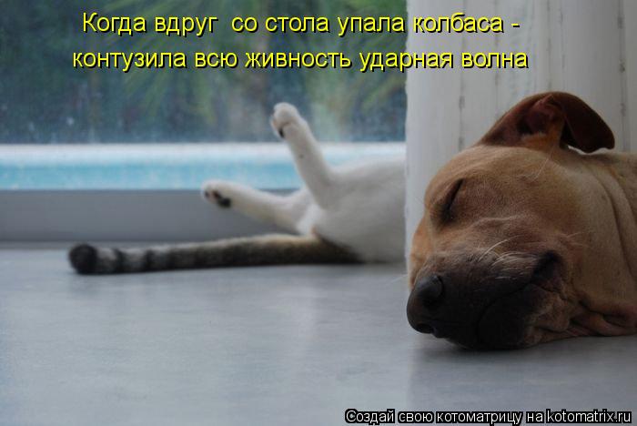 Когда вдруг со стола упала колбаса - контузила всю живность ударная волна... Котоматрица: Когда вдруг со стола упала колбаса - контузила всю живность ударная волна